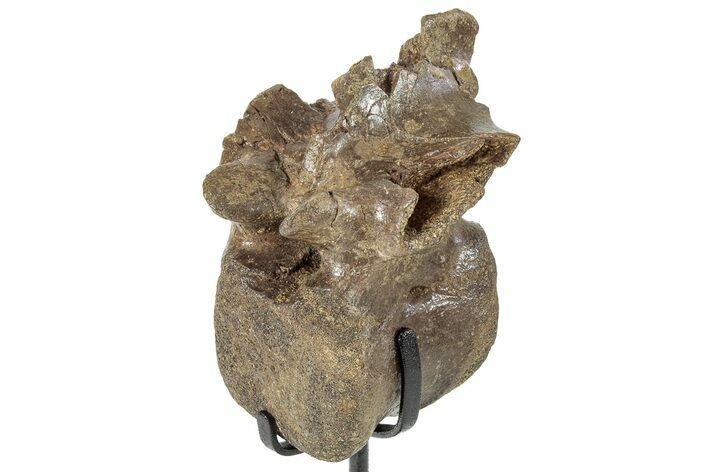 Dinosaur (Thescelosaurus?) Caudal Vertebra w/ Stand - Montana #245946